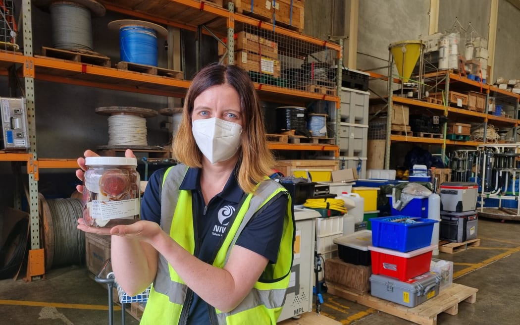 Sadie Mills with a sample of Antarctic scallops, collected on a previous voyage to the Ross Sea.