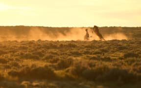 Dust flies as two stallions fight at sunrise.