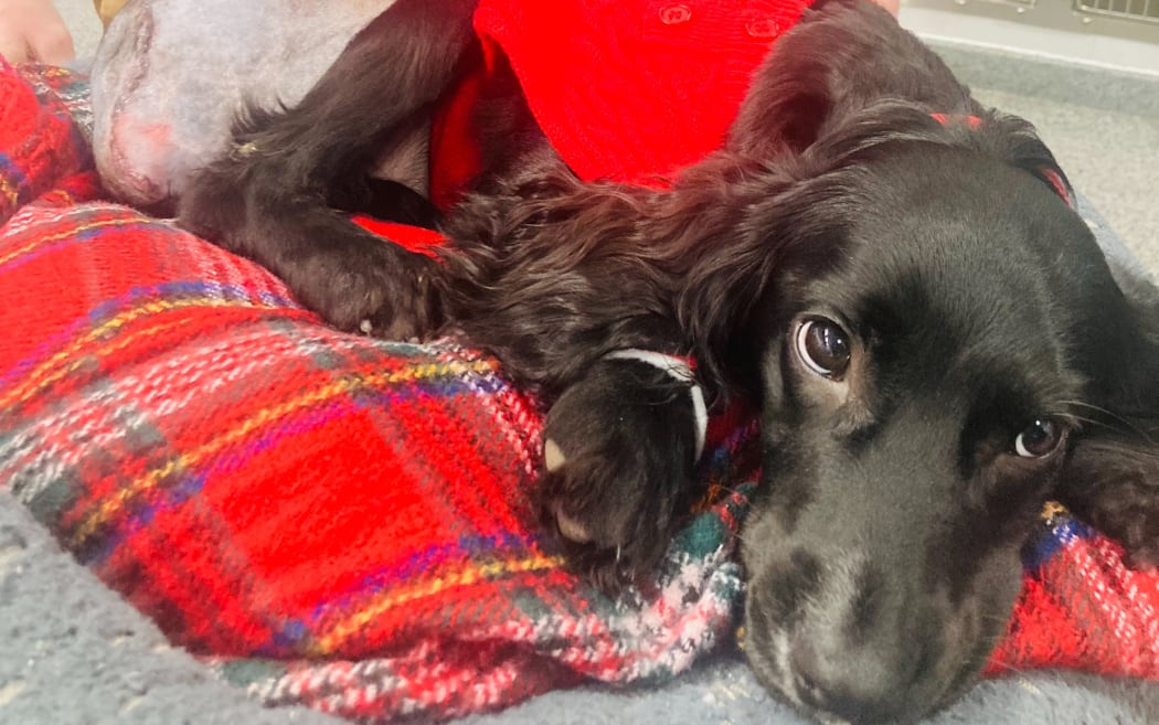 Ariel the dog has had surgery to remove extra limbs after being born with six legs. Photo: Small Animal Referral Hospital Langford Vets University of Bristol