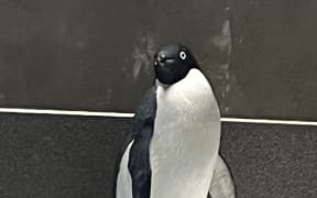 An Adélie penguin found on Petone beach is the second to land on Aotearoa shores this year.