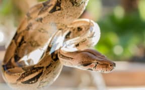 boa constrictor