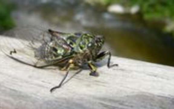 cicada