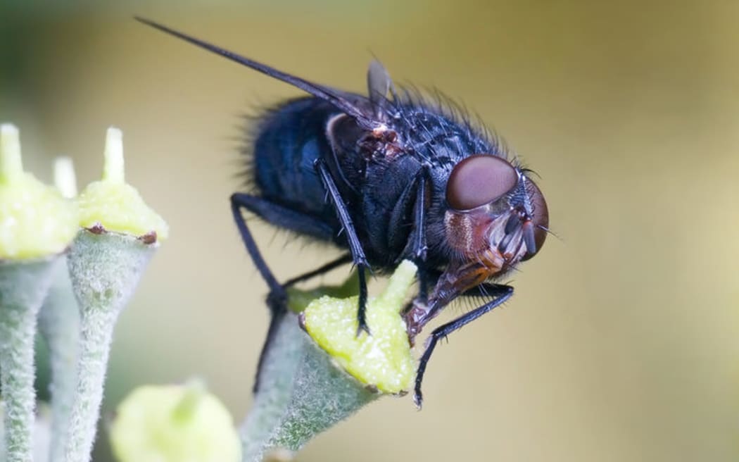 Flies fly around in squares, not circles