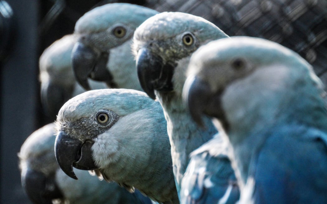 Spix's macaws (Cyanopsitta spixii) are seen in the Spix's Macaws Conservation Center at the Sao Paulo Zoo.