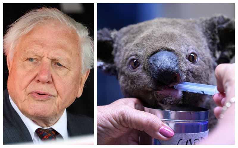 Sir David Attenborough makes stark warning about species extinction | RNZ