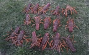 Some of the 55 crayfish poached from the Te Tapuwae o Rongokako Marine Reserve.