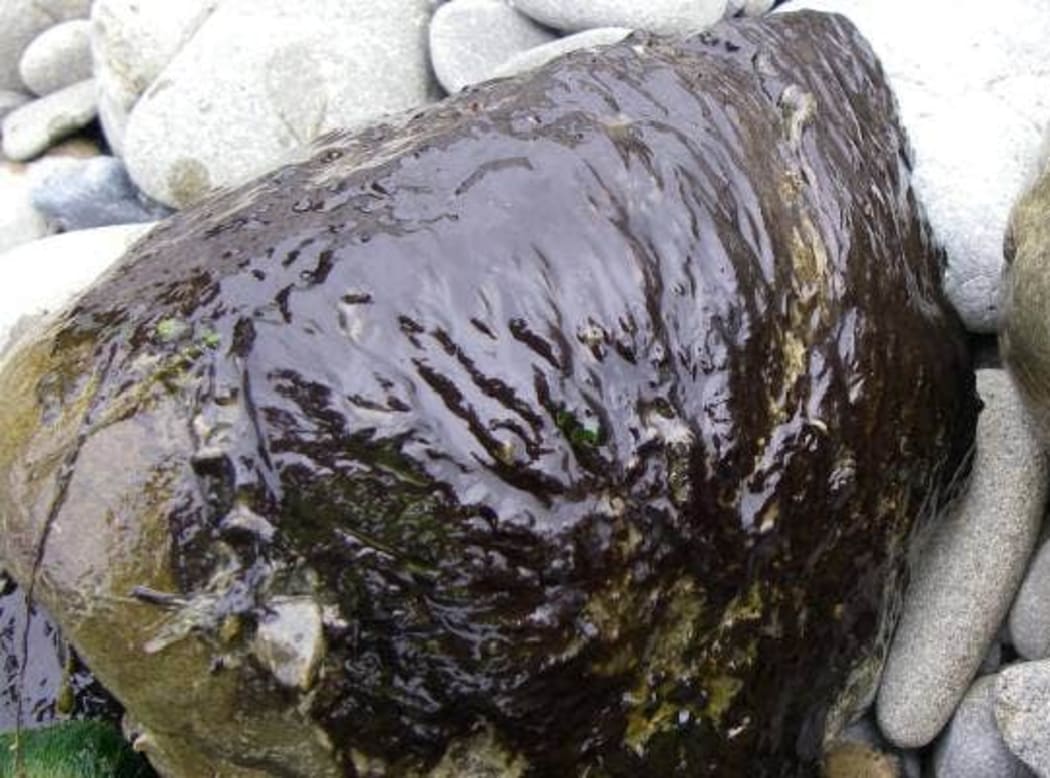 A toxic algal mat on a rock from a river.