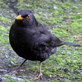Photo for Blackbird