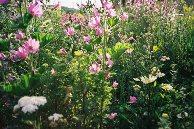Apart from the pleasure they bring there are many good reasons to grow cut flowers.