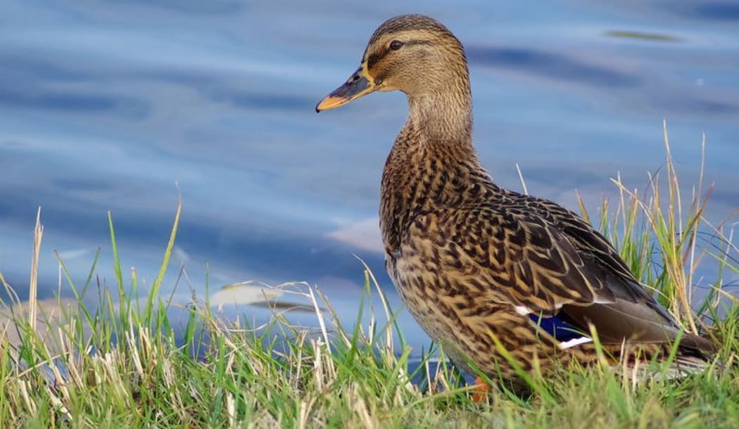 Wild mallard duck hunting