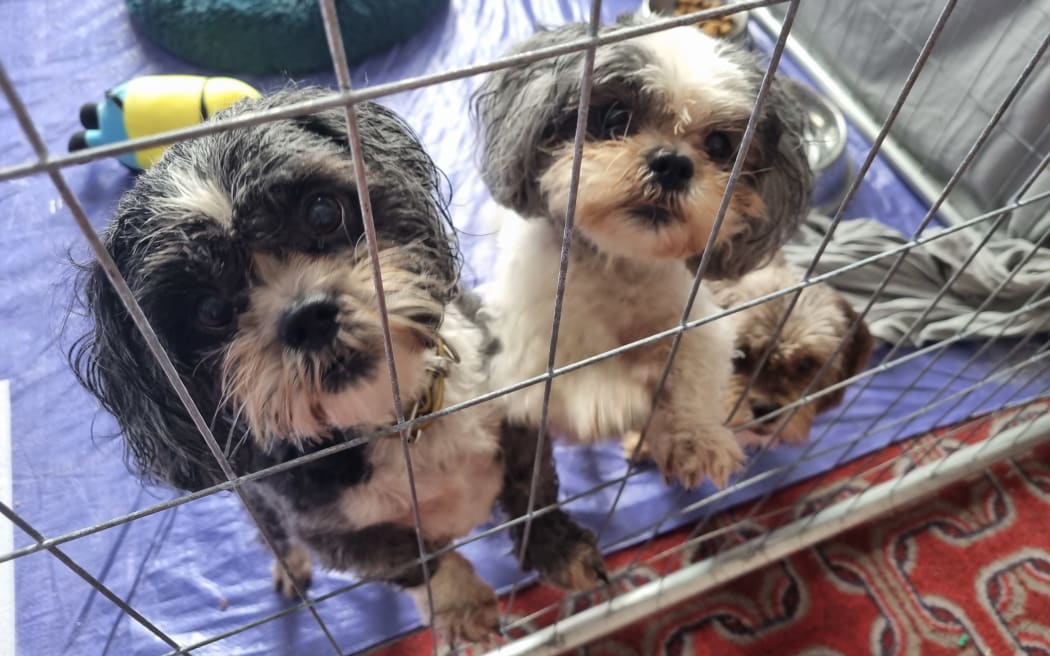 Two dogs in a cage at the HUHA Hawke's Bay shelter.