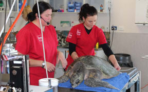 Lisa Argilla and veterinary nurse Sam Hector tending to the turtle at Wellington Zoo.