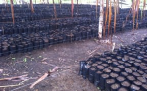 coffee plants being propagated in PNG Highlands