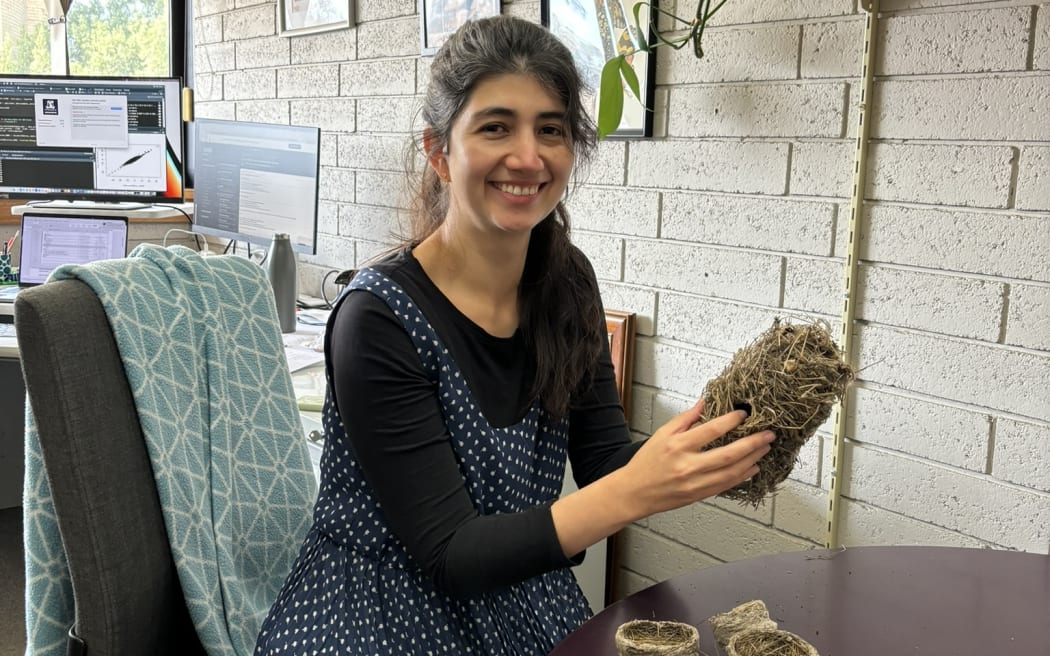 A woman in a navy polka dot dress with long dark hair sits at a table in a brick office. On the table are two small cup-shaped bird nests and in her hands she is holding a larger dome-shaped bird nest, with her finger pointing to a small hole in its side.