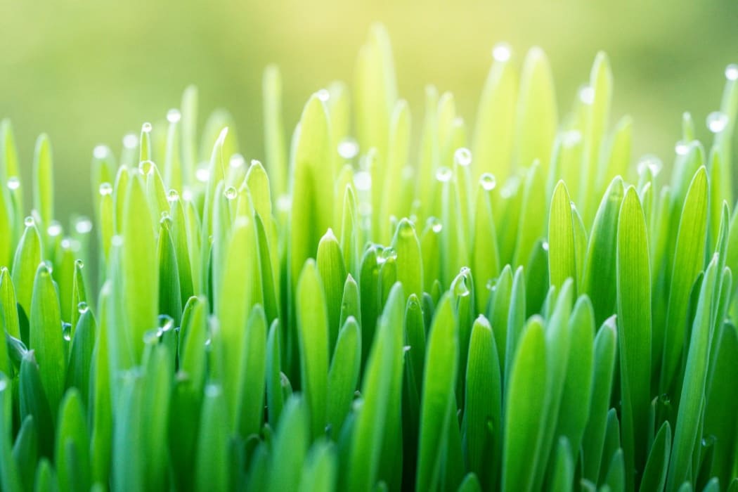 Dew drops on grass. (Photo by WLADIMIR BULGAR/SCIENCE PHOTO LI / WBU / Science Photo Library via AFP)