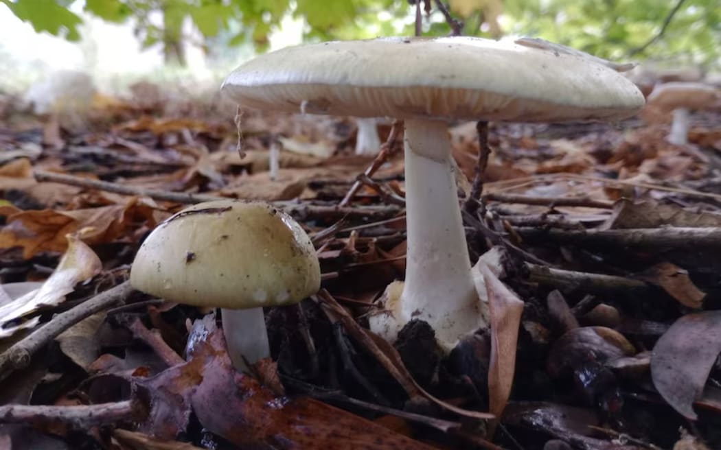 The prosecution alleges Erin Patterson foraged for death cap mushrooms intentionally.