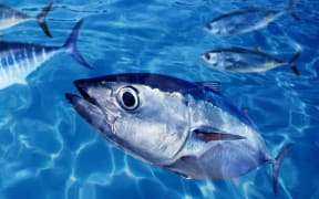 Bluefin tuna thunnus thynnus