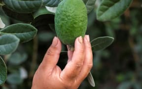 Feijoa harvest at Kaiponi Farms.