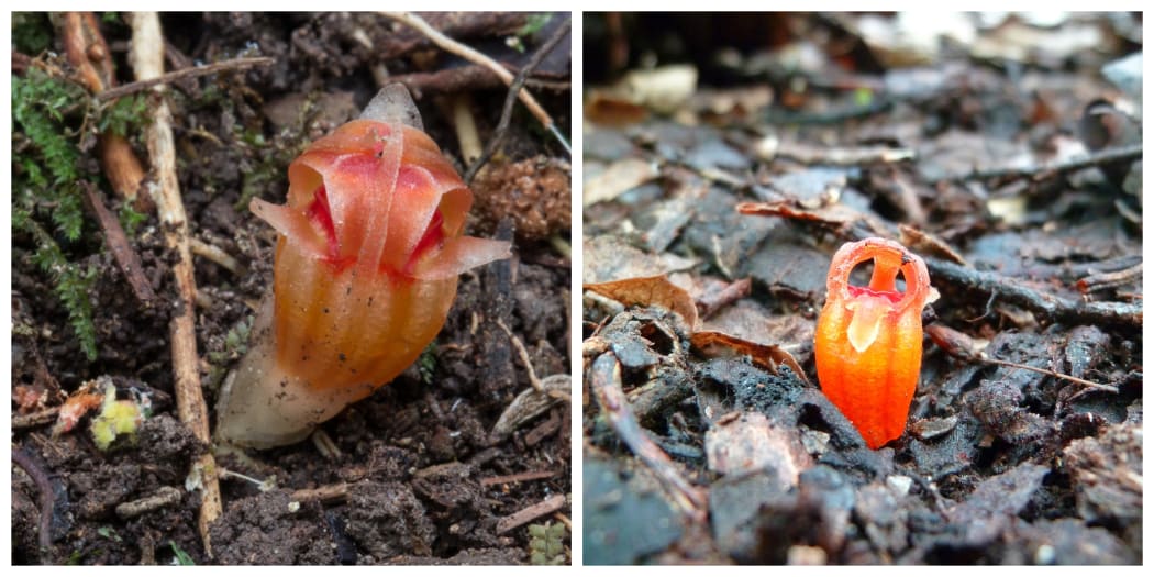 Left: Thismia rodwayi_Tim Rudman; Right: Thismia rodwayi flower_Tjouny