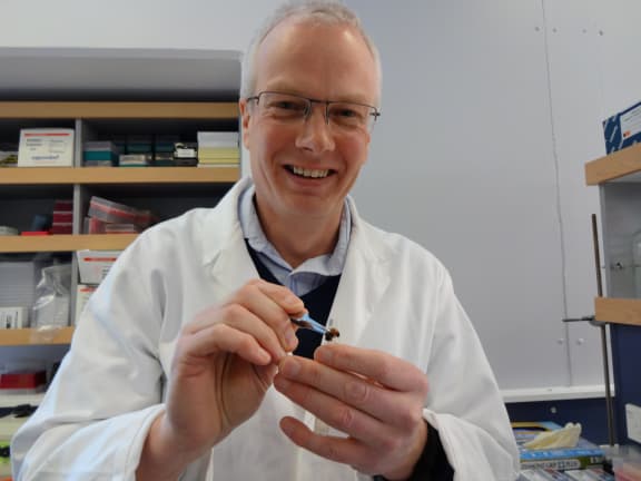 Phil Lester with a honey bee. One of the viruses found in Argentine ants is the deformed wing virus, which is deadly for bees.