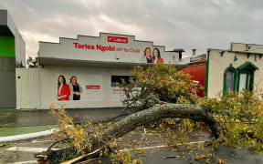 A tree on the ground in front of a Labour MPs office.