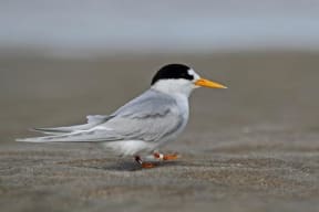 Tara-iti (New Zealand Fairy Tern)