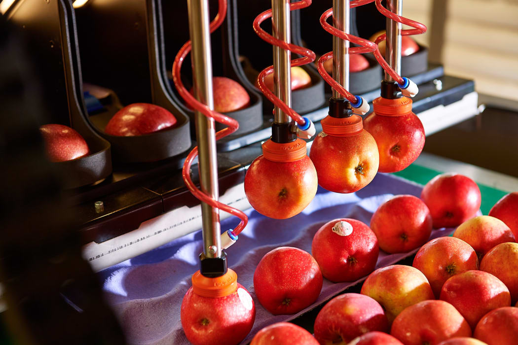 Robotics Plus was commercially releasing robotic apple packers later this month, both here and overseas.