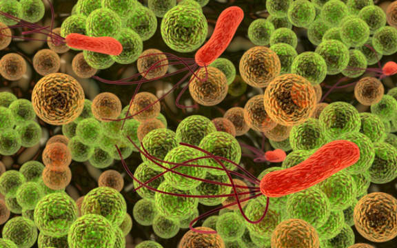 Gut Bacteria