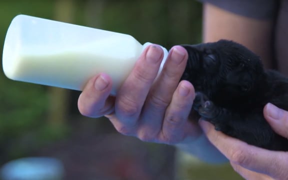 puppies from puppy farm