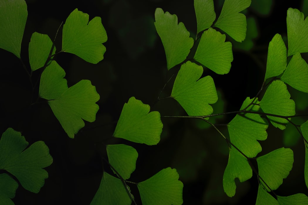 maidenhair fern