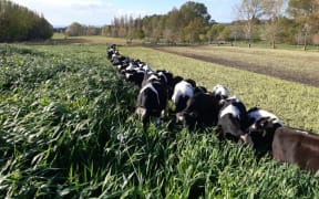 Marlow Hill, Central Hawkes Bay
