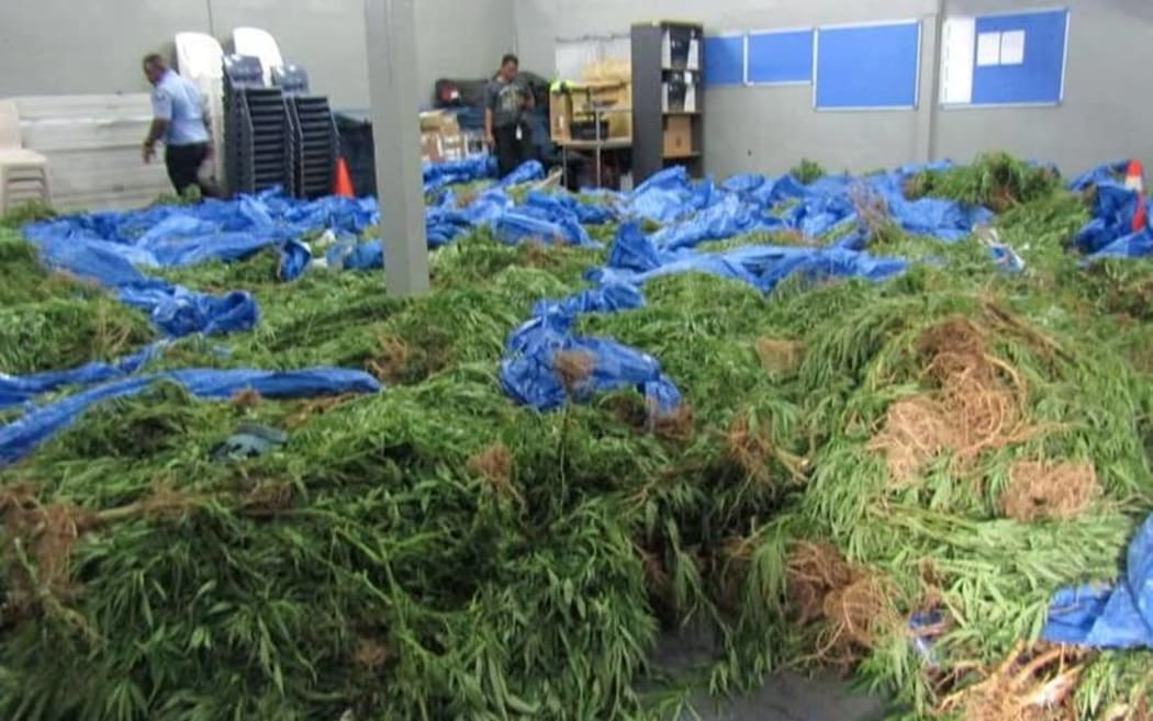The marijuana raided from Faleatiu