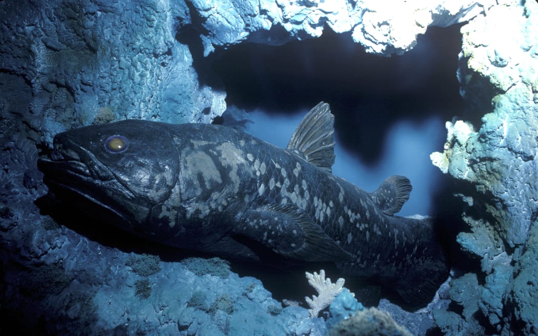 Coelacanth swimming in a reef.