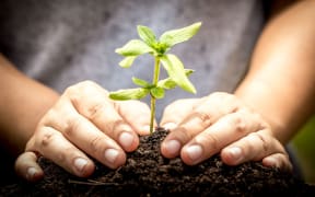 close-up of hands in soil