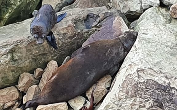 An alive seal pup beside a dead adult seal at Ōhau Point. Two distressed seal pups were seen sitting with two of six dead seals when they were found.