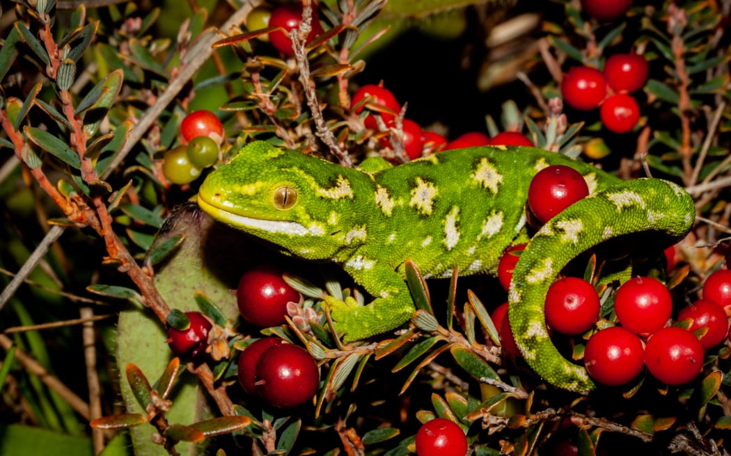 A bright green lizard with yellow diamond patterns on its back sits on the spiky-leaved branches of a shrub surrounded by bright red berries.