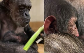 Chimps at Hamilton Zoo - Sanda and her baby