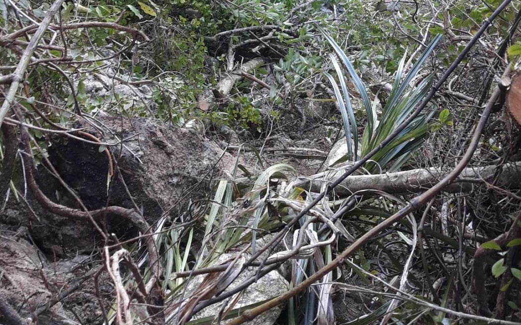 It's thought penguin clambered up the slope above the beach into the vegetation at night and was then trapped by the slip.