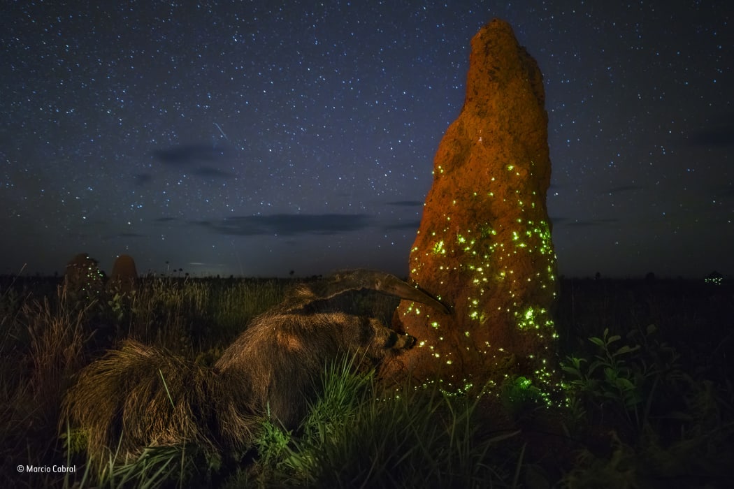 This photograph of an anteater approaching a glowing termite mound was originally considered a worthy winner of a Wildlife Photographer of the Year award. The prize has now been withdrawn after judges noticed the anteater pictured is almost certainly a stuffed animal kept outside a visitor centre.
