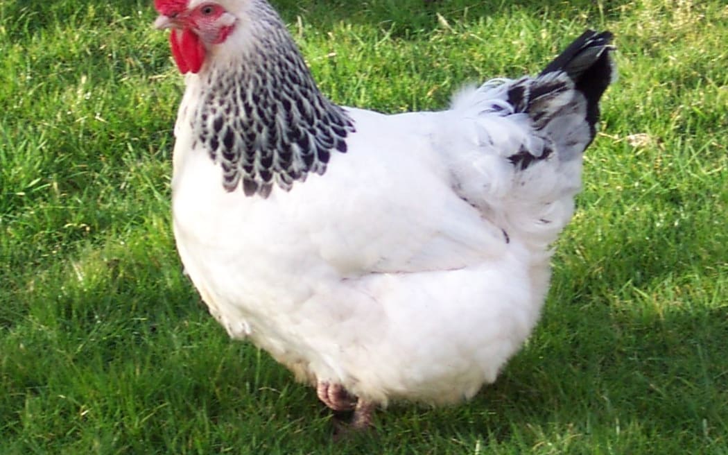 Sussex chicken