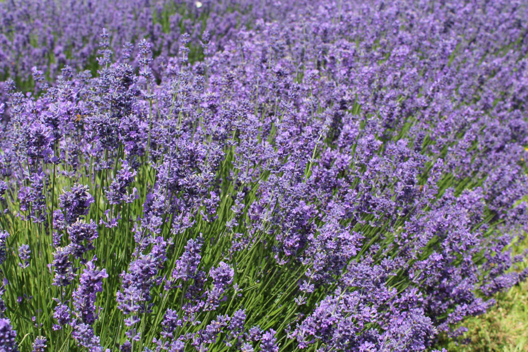 Lavender flowers