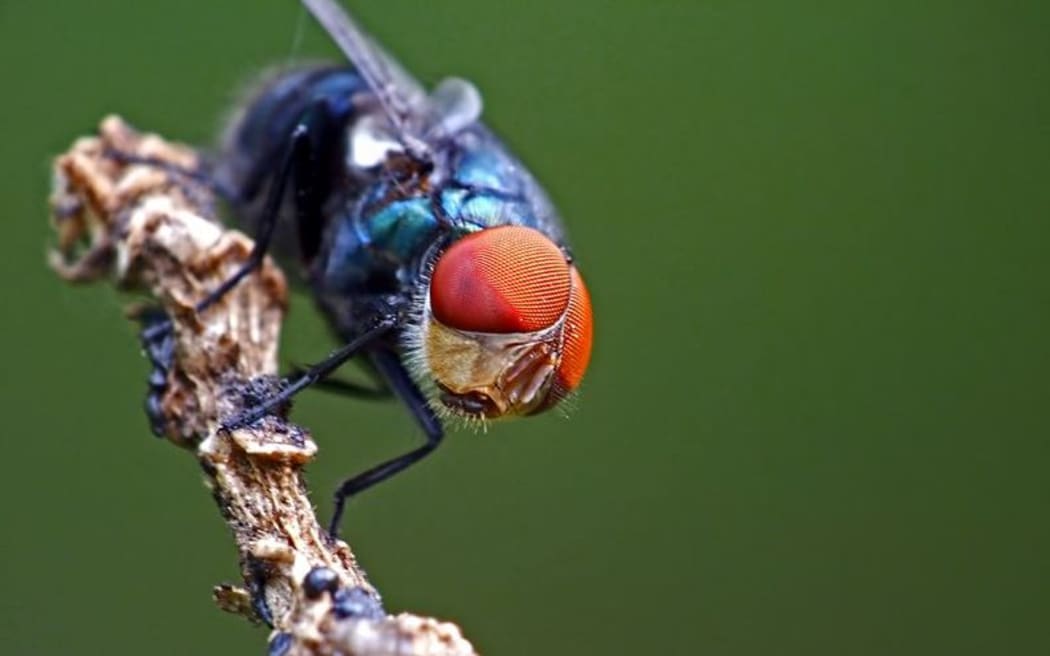 Blowfly
