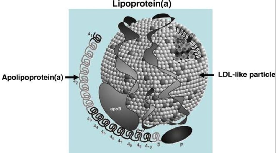 Diagram of lipoprotein