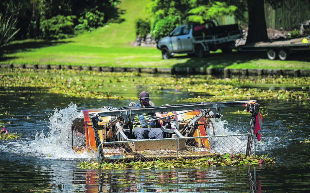 Whakatāne District Council’s attempt to address the water lily problem in Sullivan Lake in 2020.