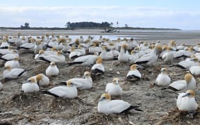Tens of white seabirds with yellow heads and black tails sit on mounds of sand clustered together into a dense colony. A mudflat is visible behind them, with some trees and a lighthouse far off in the distance.
