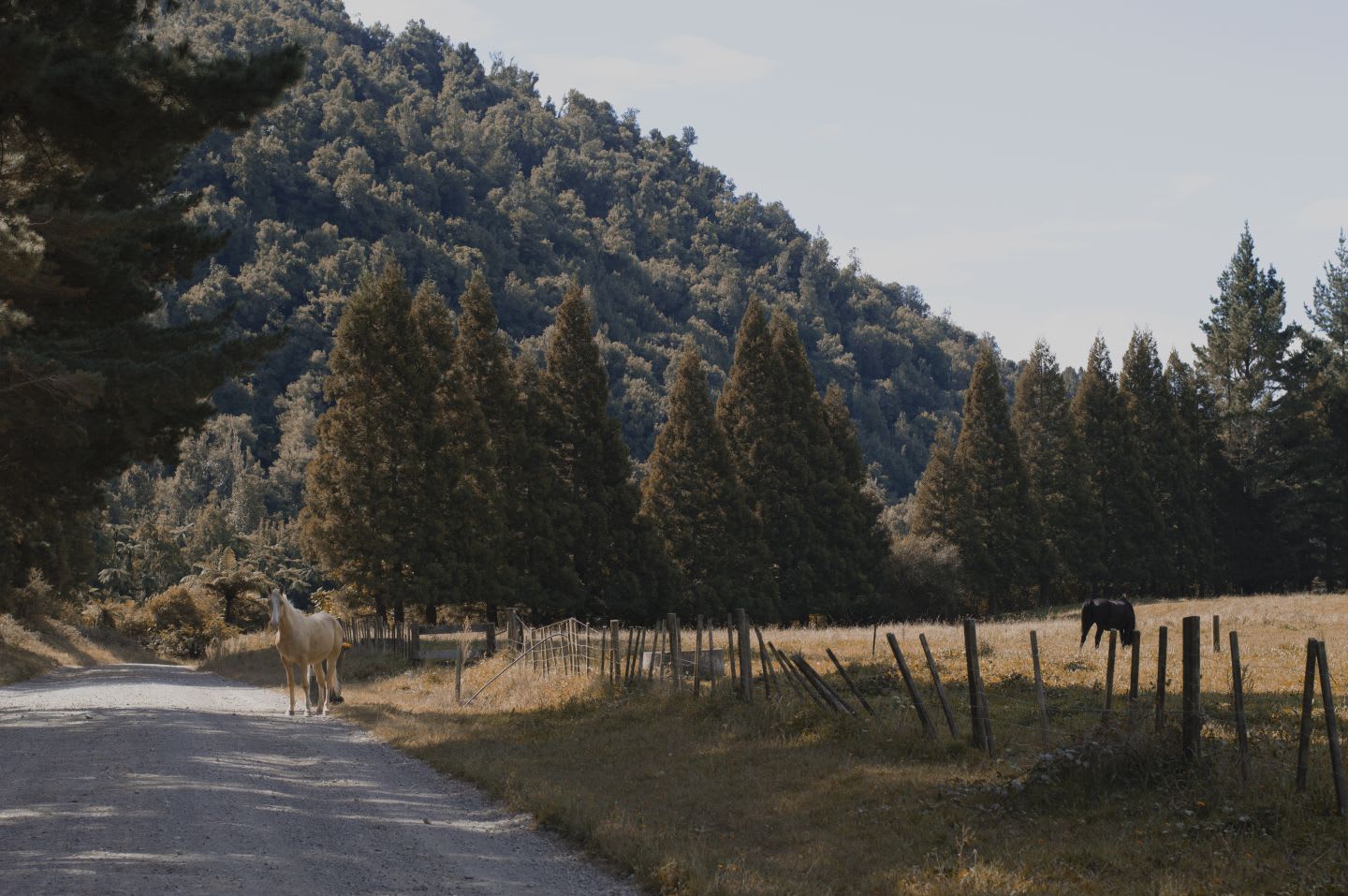 A typical view on Matahi Valley Road
