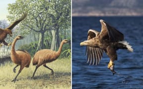 A collage of two images. On the left is an illustration of two moa fleeing from a giant Haast's eagle that is swooping down on them. On the right is a large sea eagle with a fish in its talons, flying above the sea surface.