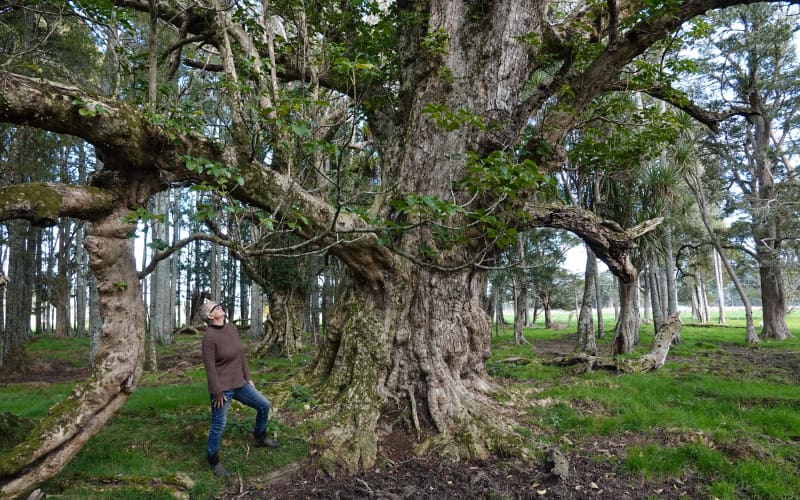 Heather Jean Bryham admires a large, old pūriri tree on the family farm near Waipū.