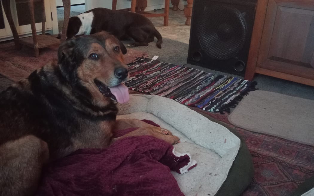 Zeus is listening to Beethoven, Ludwig van: Symphony No 6 in F Op 68, Pastoral (2) - Minnesota Orchestra/Osmo Vänskä (Brandy is enjoying a snack in the background).