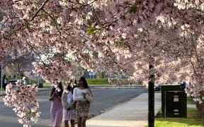 Cherry blooms.